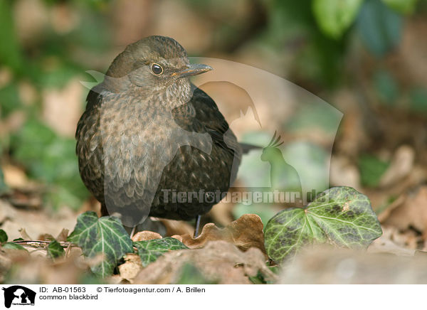 Amsel / common blackbird / AB-01563
