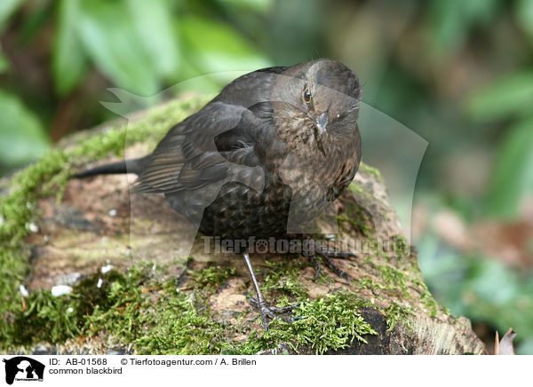 Amsel / common blackbird / AB-01568