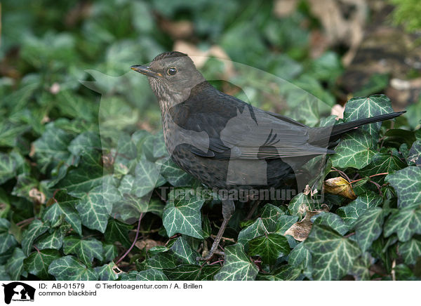 Amsel / common blackbird / AB-01579