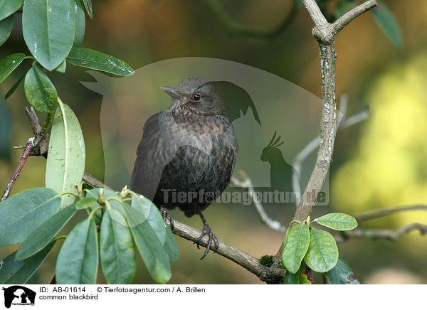 Amsel / common blackbird / AB-01614