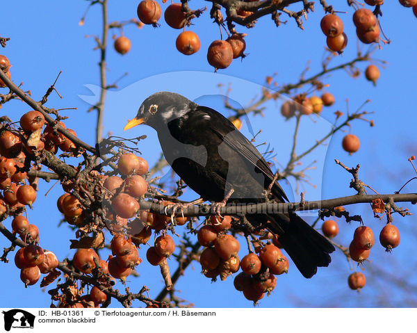 Amsel / common blackbird / HB-01361