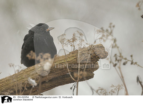 Amsel / common blackbird / DV-02054