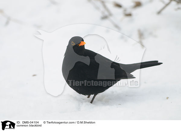 Amsel / common blackbird / DMS-04104