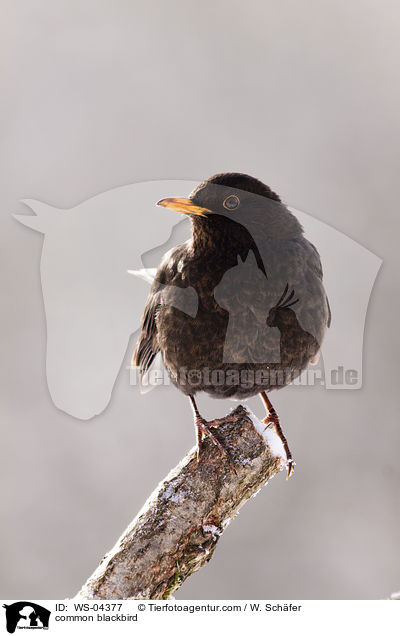 Amsel / common blackbird / WS-04377