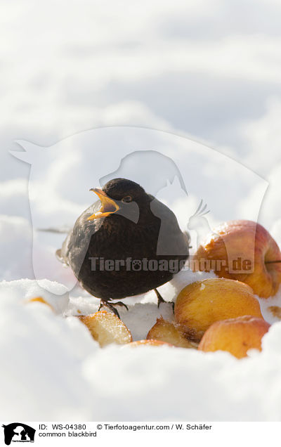 Amsel / common blackbird / WS-04380