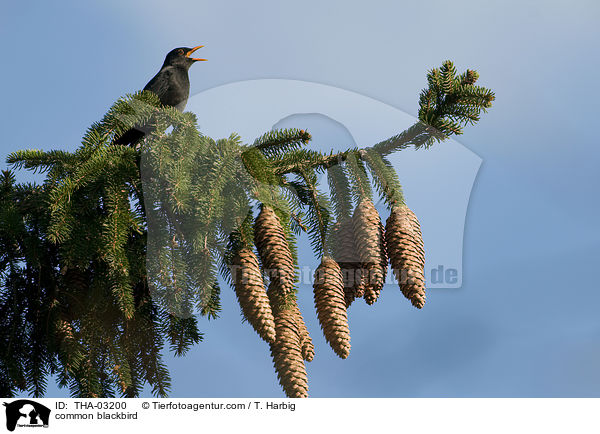 Amsel / common blackbird / THA-03200