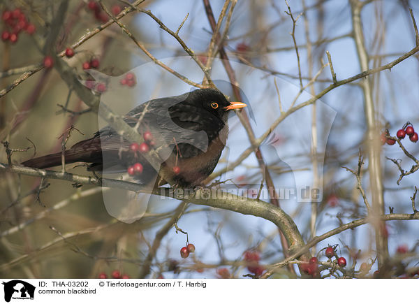 common blackbird / THA-03202