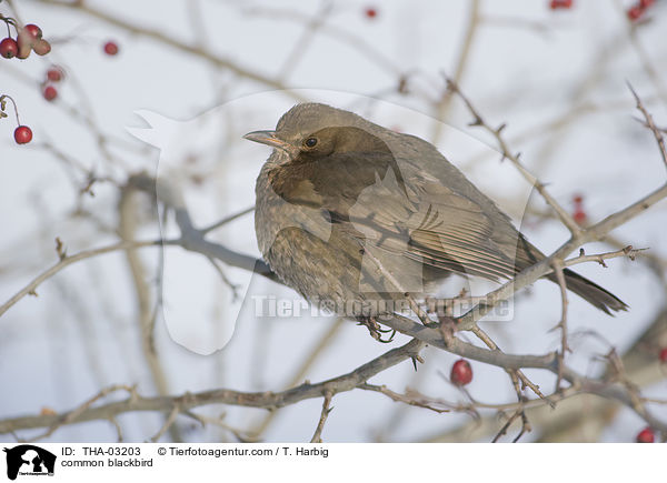 Amsel / common blackbird / THA-03203