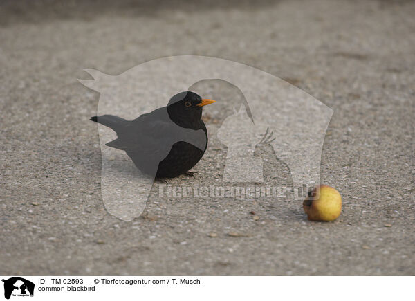 Amsel / common blackbird / TM-02593