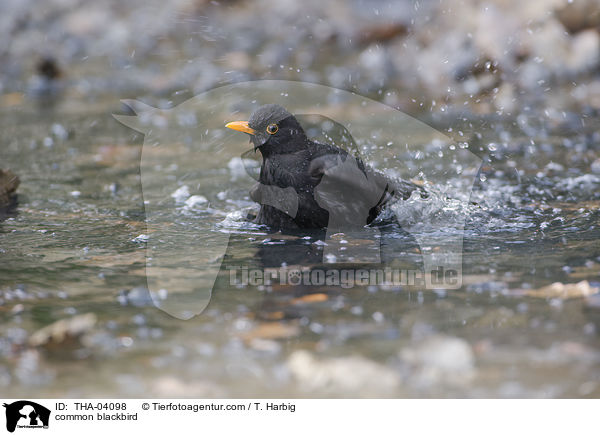 Amsel / common blackbird / THA-04098