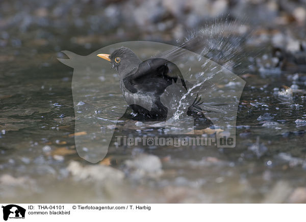 Amsel / common blackbird / THA-04101