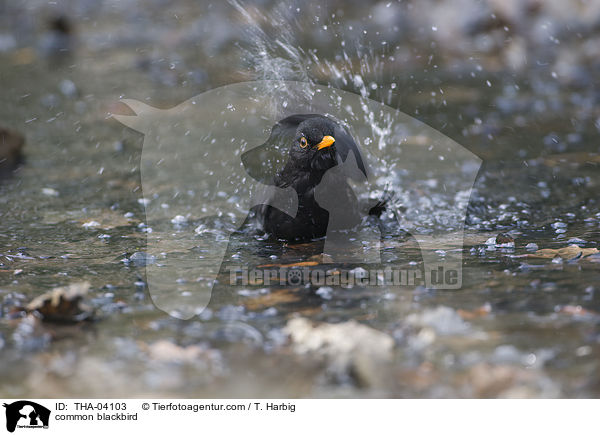 common blackbird / THA-04103
