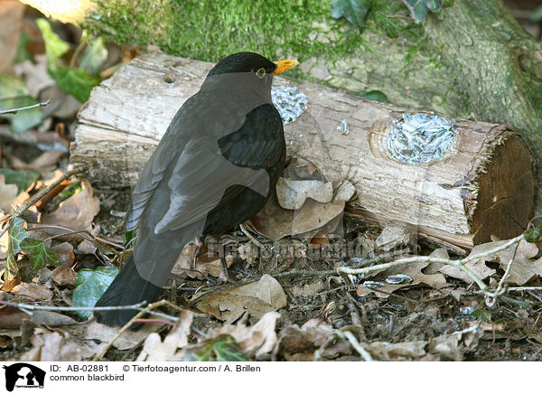 Amsel / common blackbird / AB-02881