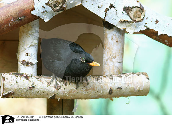 Amsel / common blackbird / AB-02884