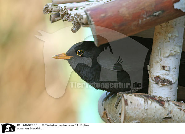 Amsel / common blackbird / AB-02885