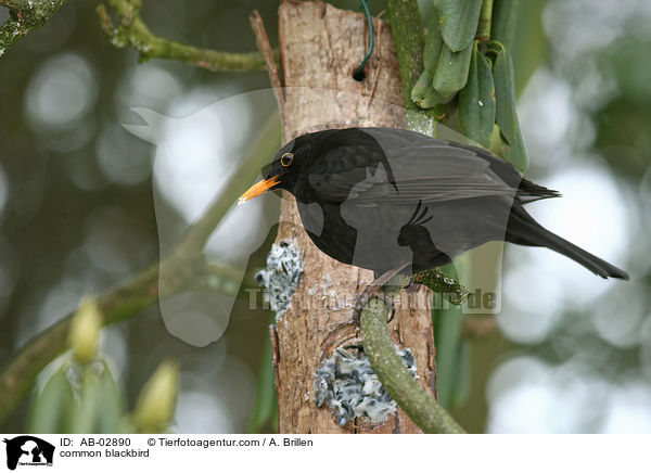 Amsel / common blackbird / AB-02890