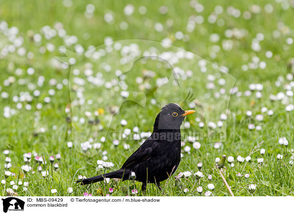 Amsel / common blackbird / MBS-09429