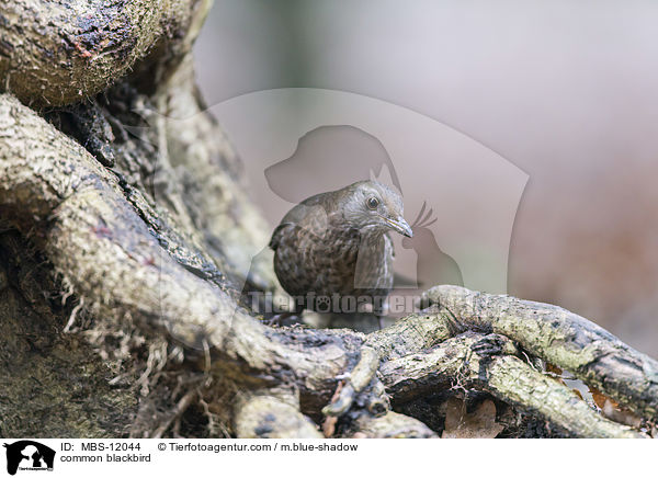 Amsel / common blackbird / MBS-12044