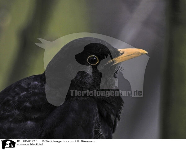 Amsel / common blackbird / HB-01716