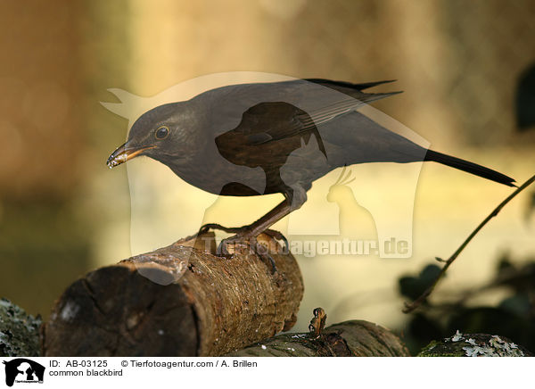 Amsel / common blackbird / AB-03125