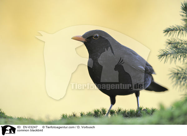 common blackbird / DV-03247