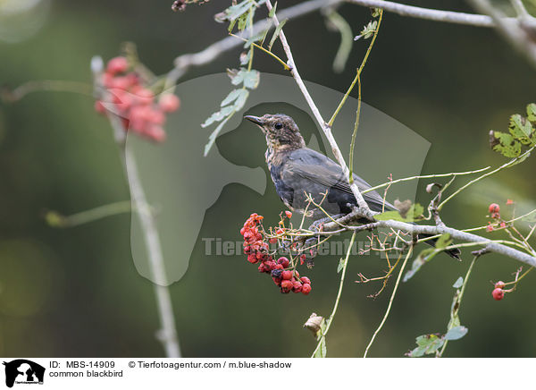 common blackbird / MBS-14909