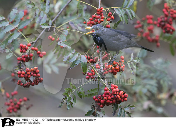 common blackbird / MBS-14912