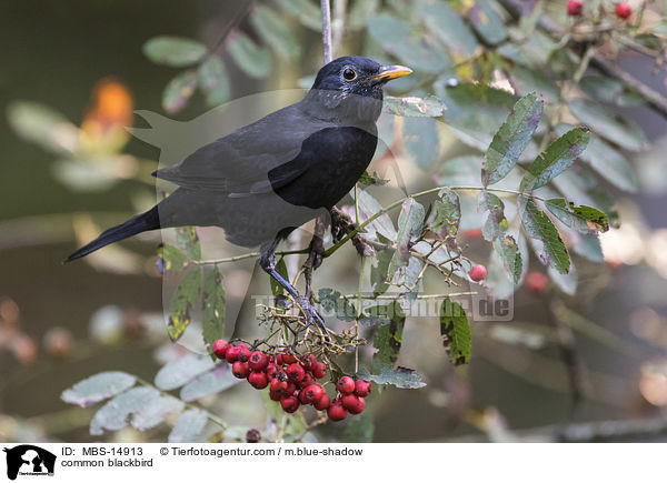 Amsel / common blackbird / MBS-14913
