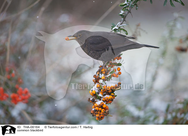 Amsel / common blackbird / THA-06164