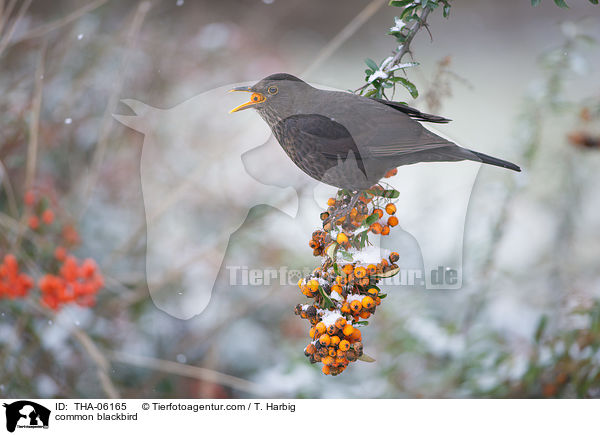 Amsel / common blackbird / THA-06165