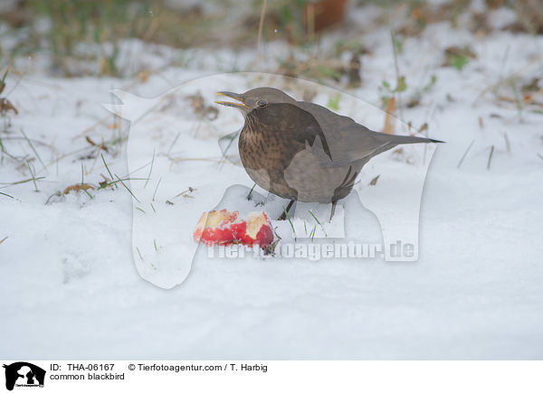 Amsel / common blackbird / THA-06167
