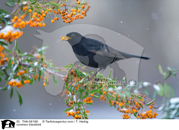 Amsel / common blackbird / THA-06168