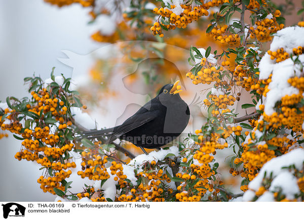 Amsel / common blackbird / THA-06169