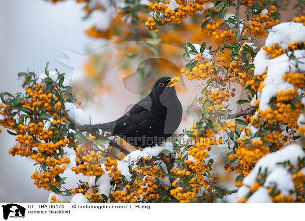 Amsel / common blackbird / THA-06170
