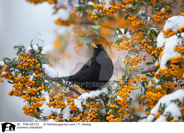Amsel / common blackbird / THA-06172