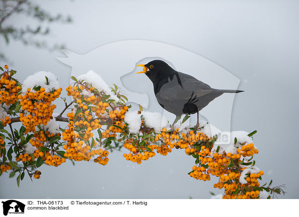Amsel / common blackbird / THA-06173