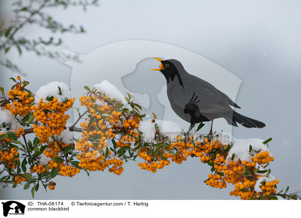 Amsel / common blackbird / THA-06174