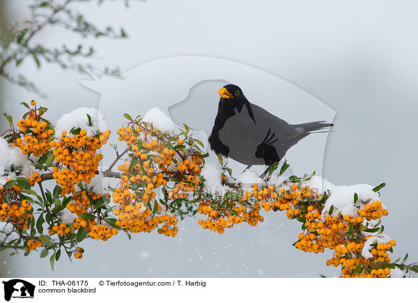 Amsel / common blackbird / THA-06175