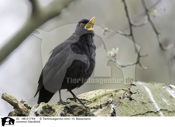 common blackbird / HB-01759