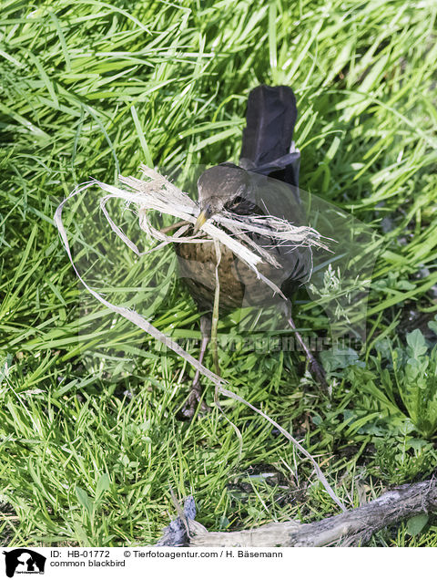 Amsel / common blackbird / HB-01772