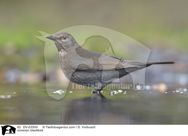 Amsel / common blackbird / DV-03500