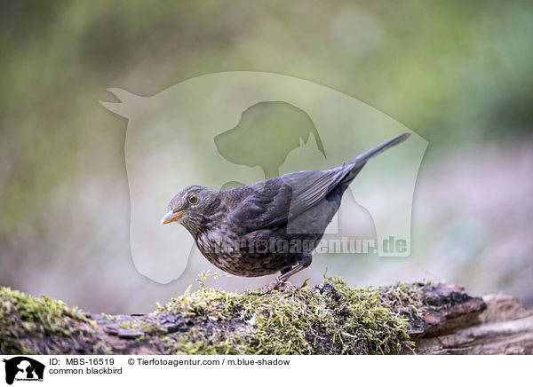 Amsel / common blackbird / MBS-16519