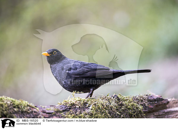 Amsel / common blackbird / MBS-16520