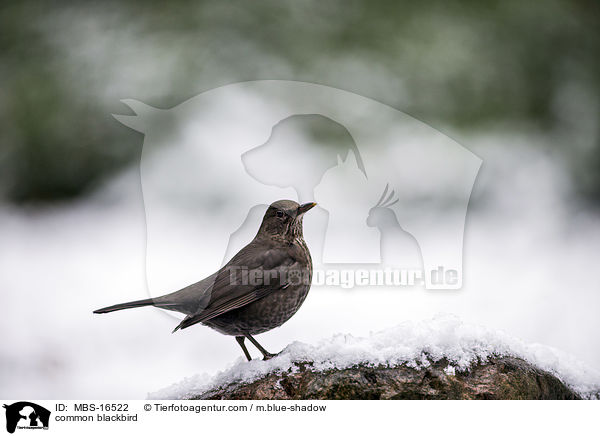 Amsel / common blackbird / MBS-16522