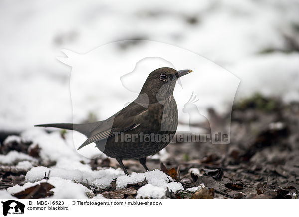 Amsel / common blackbird / MBS-16523