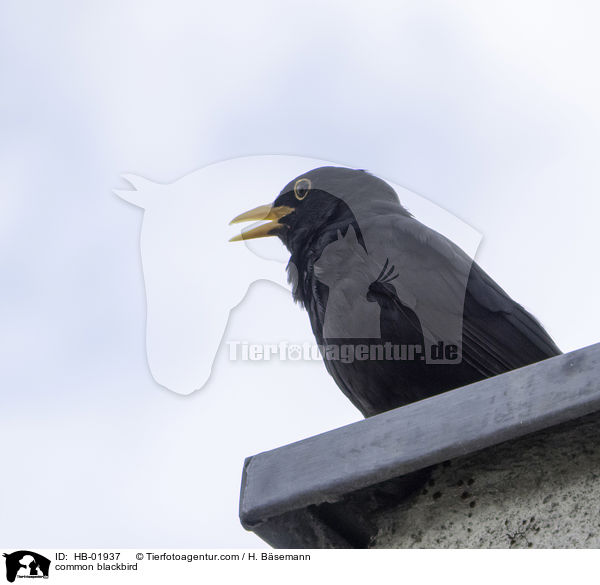 Amsel / common blackbird / HB-01937