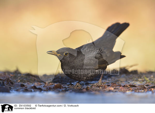 Amsel / common blackbird / DV-03592
