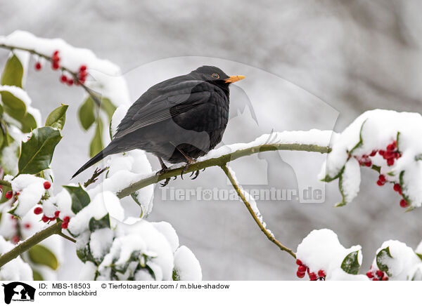 Amsel / common blackbird / MBS-18503