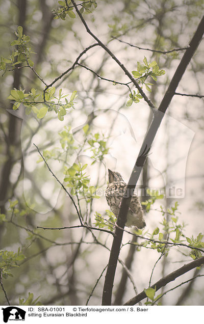 sitting Eurasian Blackbird / SBA-01001