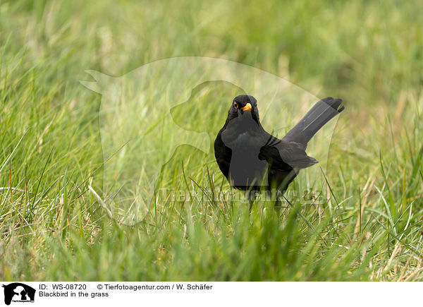 Amsel im Gras / Blackbird in the grass / WS-08720